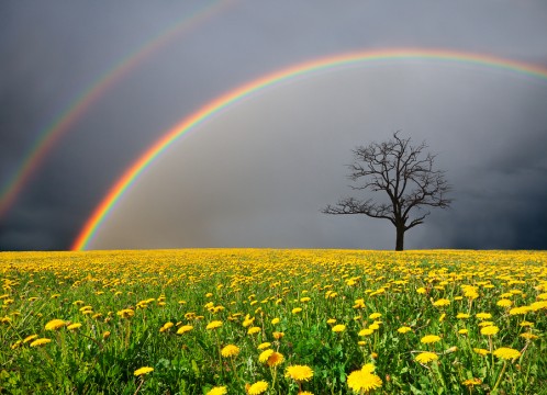 bigstock-dandelion-field-and-dead-tree--29429012